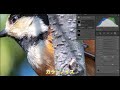 第5回 野鳥撮影の現像テクニック adobe lightroom classic om system olympus