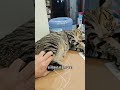 纯种反骨狸花猫都是这么看不起主人的吗？ 狸花猫 傻猫🐱 中华狸花猫