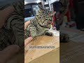 纯种反骨狸花猫都是这么看不起主人的吗？ 狸花猫 傻猫🐱 中华狸花猫