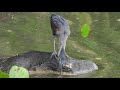 striated heron feeding birding in singapore