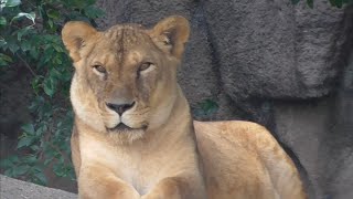 ライオン　サナちゃんとトムくん　暑さに負けそう？　【浜松市動物園】　Lion Sana-chan Tom-kun Hamamatsu Zoo