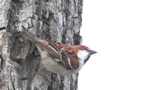 Russet Sparrow（ニュウナイスズメ）