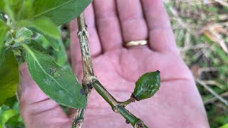 Garcinia acuminata fruiting, growing in a natural biodynamic farm system