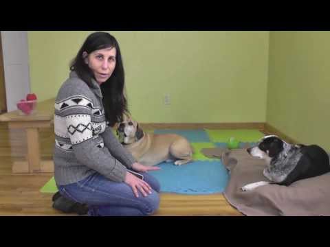 Keep Your Dog Busy for TWO HOURS - Feeding by Kongs Keep Your Dog Busy for TWO HOURS - Feeding by Kongs