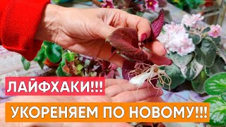 Самый простой и быстрый способ укоренения черенков колеуса и других растений!