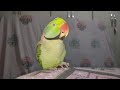 talking parrot cad and burry