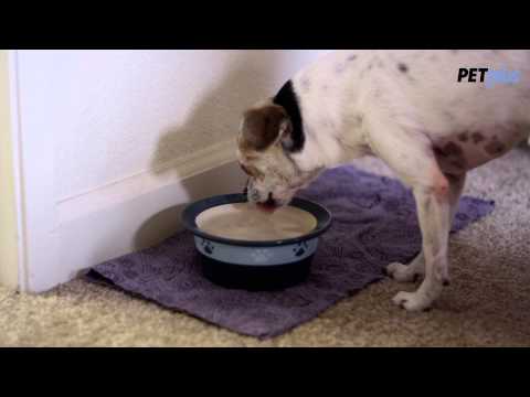 Tips for Getting Rid of Dog Breath Tips for Getting Rid of Dog Breath
