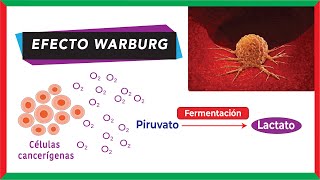 Metabolismo del cáncer | Efecto Warburg (glucólisis aeróbica)