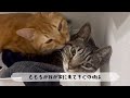 おもちゃを本物の子猫だと勘違いした猫がまさかの行動に...