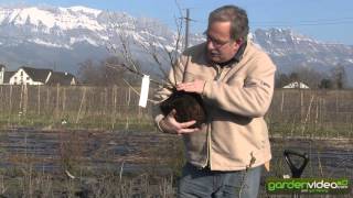 How to plant a gooseberry bush