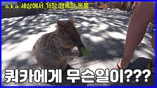 쿼카에게 무슨일이???(쿼카는 멸종위기종입니다.)