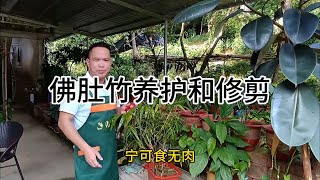 佛肚竹养护和修佛肚竹黄叶不长根怎么办