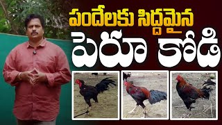 గోదావరిలో పెరూ పుంజుల హవా | Sankranthi 2024 Pandalu | Peru Kodi Punju in Pandalu