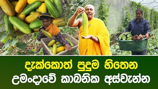 දැක්කොත් පුදුම හිතෙන උමංදාවේ කාබනික අස්වැන්න #umandawa