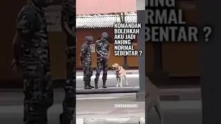 Saat Anjing Militer Menikmati Kebebasan