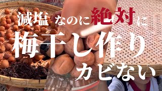 【梅仕事】手作り梅干し　絶対失敗しない減塩漬け！