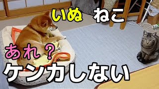 猫との距離感をつかんだ？柴犬の首輪を外してスッキリ抜け毛ケア