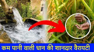 कम पानी वाली धान जीरी की शानदार वैरायटी | Paddy Farming New Variety