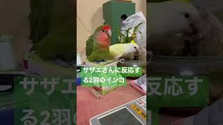 サザエさん見て会話するインコ@コザクラインコ　ぐーちゃん