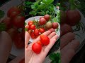 harvest tomato🍅 tomato tomatoes garden harvest harvesting berkebun gardening shorts fruit