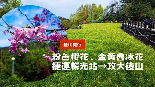 台北大縱走第七段：櫻花、魯冰花盛開，邊走邊賞花超愜意！ 16.93km 4h39m #健行日記 #台北櫻花 #步道