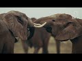 savana brutal batalha dos predadores na África mortal documentários animais