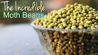 Moth Beans: These Ordinary Pulses Have Extraordinary Health Effect !