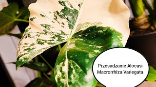 Alokazja Macrorrhiza Variegata - przesadzanie (Macrorrhiza Variegata transplanting) #alocasia #22