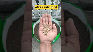 केवल 6 दिन में धनिया को ग्रो करें बहुत ही आसान तरीके से #dhaniya #gardening #vegetablegarden #growba