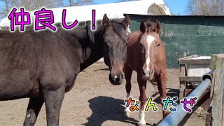 あーこっこ乗馬日記〜オラオラオラ！　オイラは仲間と仲良くやってるぜ！