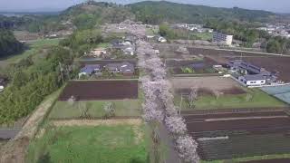 2017年度 都城市 母智丘桜まつり Mochio - Cherry Blossom Festival (空撮動画)