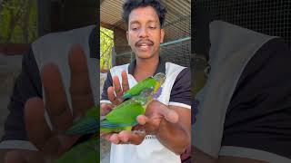 yellow side conure🤝🤝🤝 ഇണങ്ങിയ കിളികൾ 🥳🥳🥳 ആദി farm kollam kadakkal 7306138672