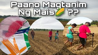 Paano Magtanim ng Mais 🌽?? | Taniman Serye |  #hybrid #yellowcorn #shorts