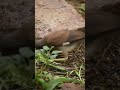 Baby myna bird searching and eating food in ground. #shorts