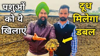 पशु अचार एक बार बनाएं पूरा साल हरे चारे की जरूरत नहीं | Maize Silage Complete information in hindi