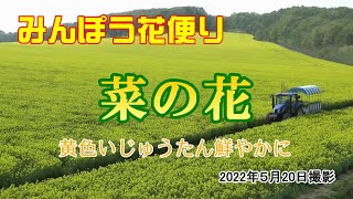 黄色いじゅうたん鮮やかに【みんぽう花便り】