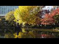 紅葉散歩　日比谷公園　深まる紅葉　2019 11 29 37