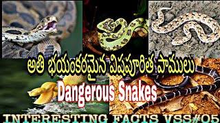 అతి భయంకరమైన విషపూరిత పాములు|dangerous shakes in world||Facts VSS#05|