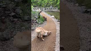 하루종일 놀아도 지치지 않는 대형견 #dog #goldenretriever #cute #강아지 #골든리트리버 #대형견