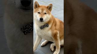 飼い主を弄んでいる小太郎 #柴犬 #shibainu