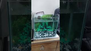 আমার জেব্রা ফিসের নতুন ট্যাংক😍  Video No:35  #fish #aquriam #zebrafish