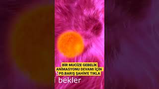 MUCİZEVİ YOLCULUK: GEBELİK ANİMASYON