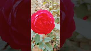 Ishq Chunariya Odh Ke Dil Mein Aana Status #flowers #naturephotography #youtubeshorts #viralvideo