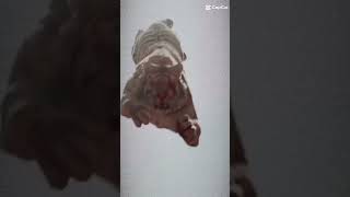 Tiger attack on kitten বিড়াল ছানার উপর বাঘের আক্রমণ  #cat #funny #viral