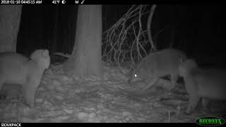 2 Bobcats vs Coyote (turn the volume up)