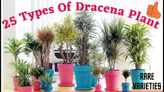 25 Different Types of Dracena Plants ।। Dracena Varieties।। Plant species