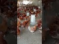 10 000 layers 14 weeks point of lay chickens layers chicken chickens investorbiggifarms short