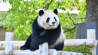 【ジャイアントパンダ（彩浜）】休園日は存分に甘えちゃお♪