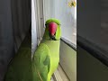 Parrot Sound