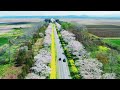 【4k】秋田県大潟村 桜・菜の花ロード2024